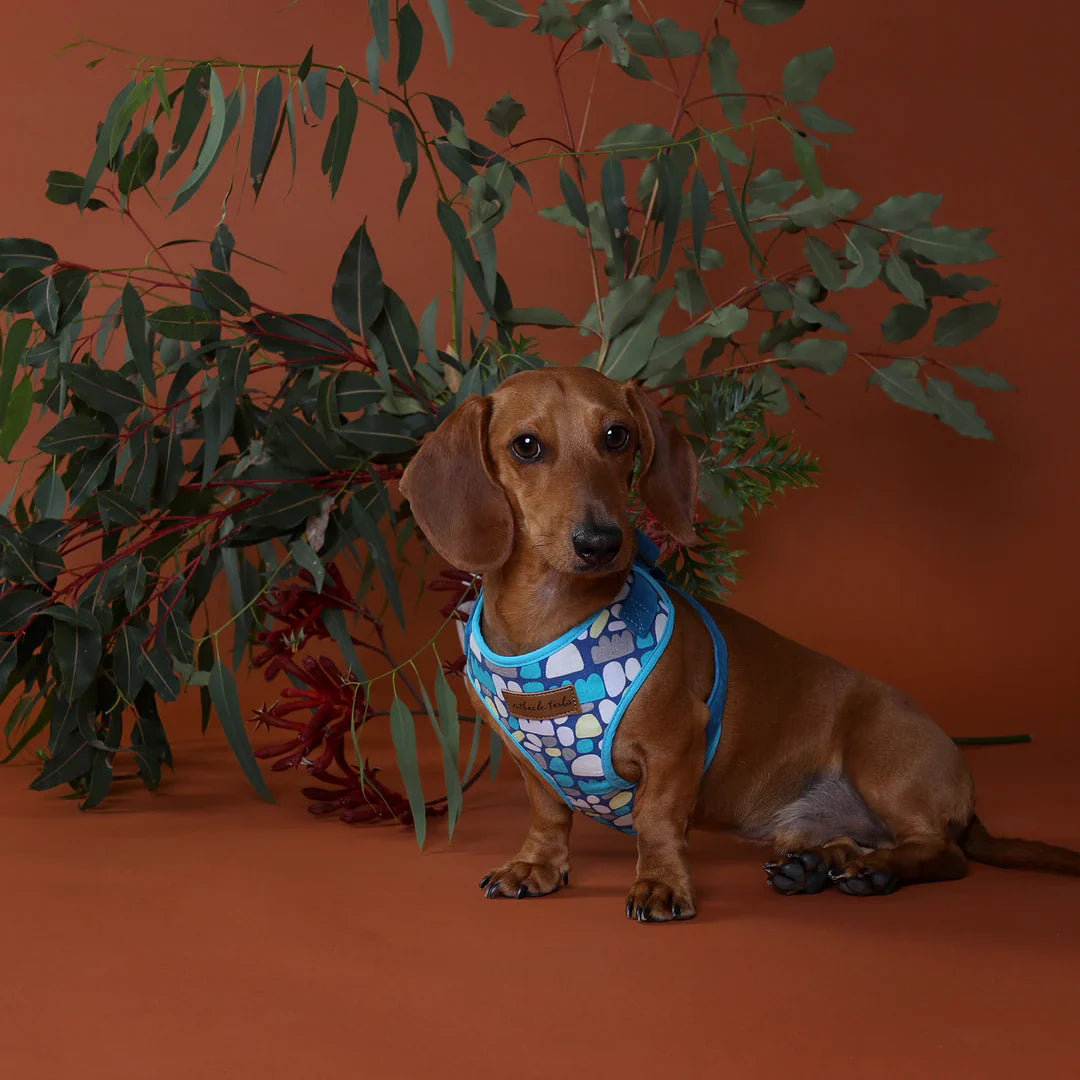 Outback Tails Harnesses