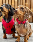 Doog Neosport Soft Harness - Red