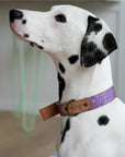 Outback Tails Leather Collar - Ngama
