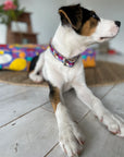 Outback Tails Leather Collar - Colourful Puli Puli