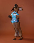 Outback Tails - Puli Puli Blue Harness