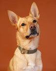 Outback Tails Waxed Canvas Collars