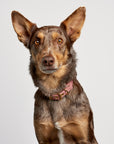 Aus Handmade Dog Collar Recycled