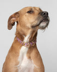 Handmade Dog Collar Organic Cotton Australia