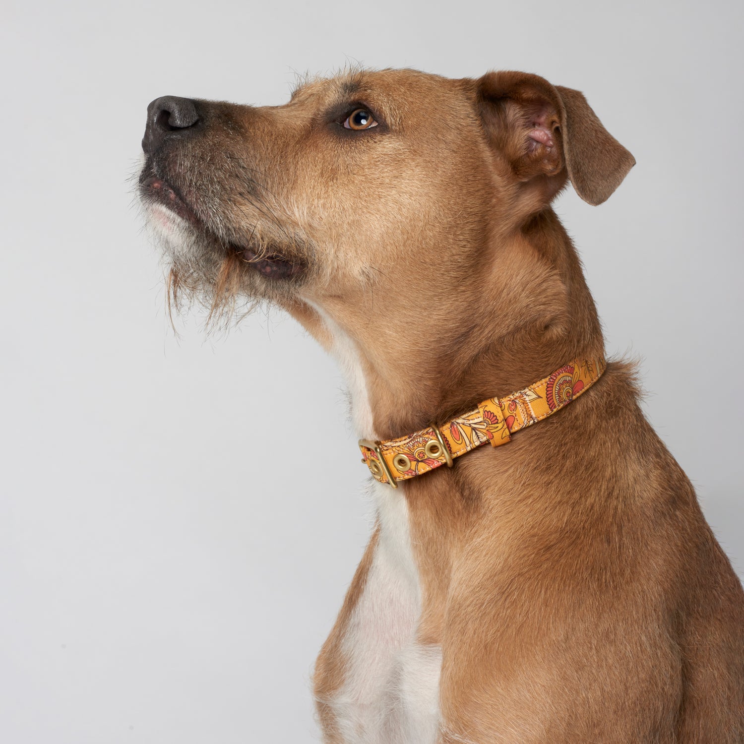 Organic store dog collars