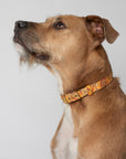 Handmade Dog Collar Organic Cotton Australia