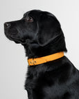 Aus Handmade Dog Collar Recycled