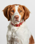 Aus Handmade Dog Collar Recycled