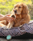 Paw & Skin Repair