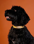 Outback Tails Waxed Canvas Collars
