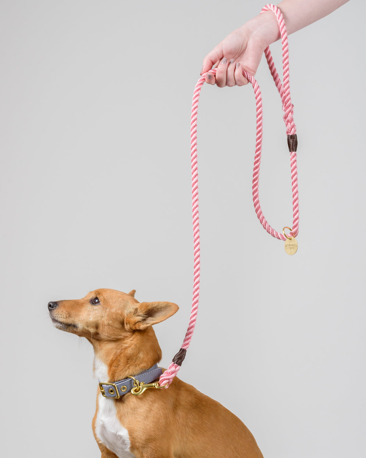 Handmade rope dog outlet leads