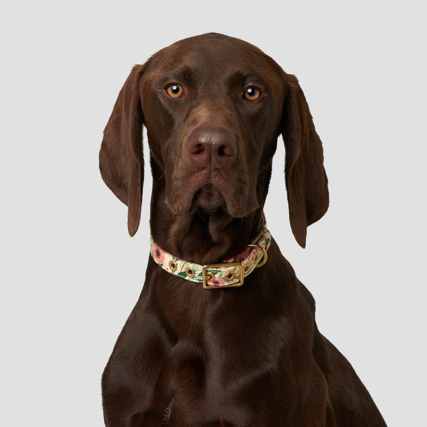 Animals In Charge Collar - Handmade Organic Cotton Collar Cottage ...