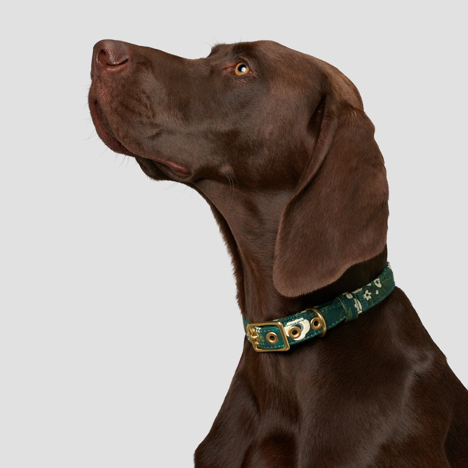 Animals In Charge Collar - Handmade Organic Cotton Collar Winter Garden ...