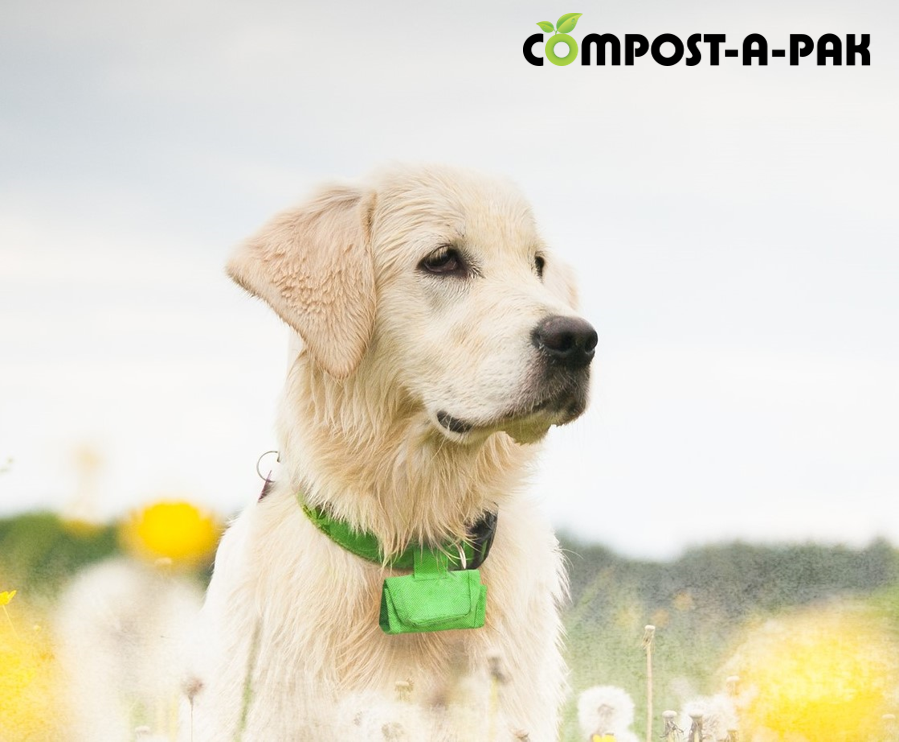 Cheap sales dog bags